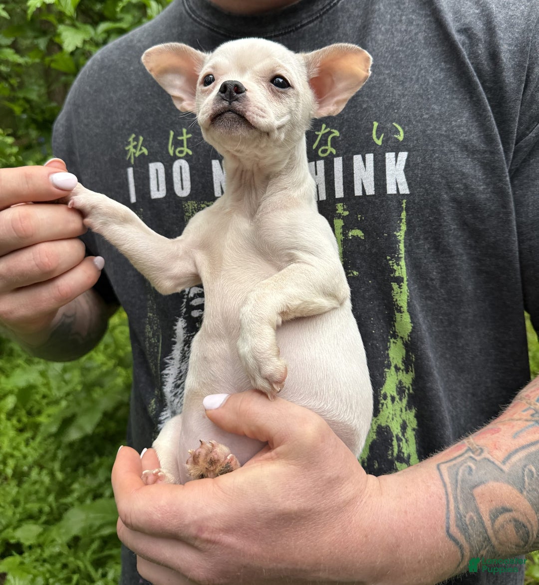 Chihuahua dogs for sale: Bianca - Image 7