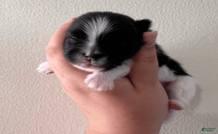 Pomeranian dogs for sale - Ad 1