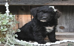 Aussiedoodle dogs for sale: Missy - Image 1