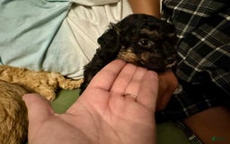 Miniature Poodle dogs for sale: Ruth - Image 3