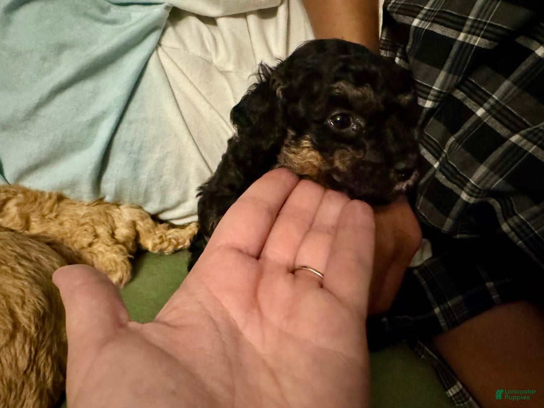 Miniature Poodle dogs for sale: Ruth - Image 3