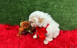 Toy Poodle dogs for sale: Bola De Nieve - Image 1