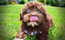 Havapoo dogs for sale: Classy - Image 4