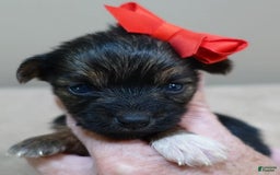 Yorkshire Terrier dogs for sale: Nessie - Image 12