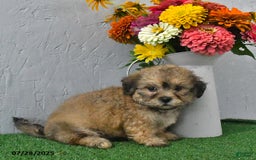 Teddy Bear dogs for sale: Landon - Image 1