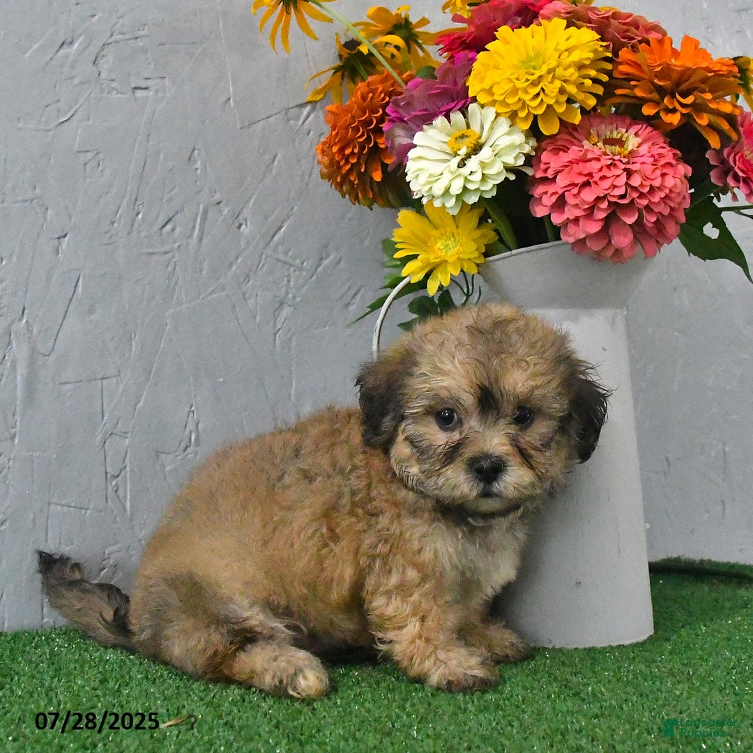 Teddy Bear dogs for sale: Landon - Image 1