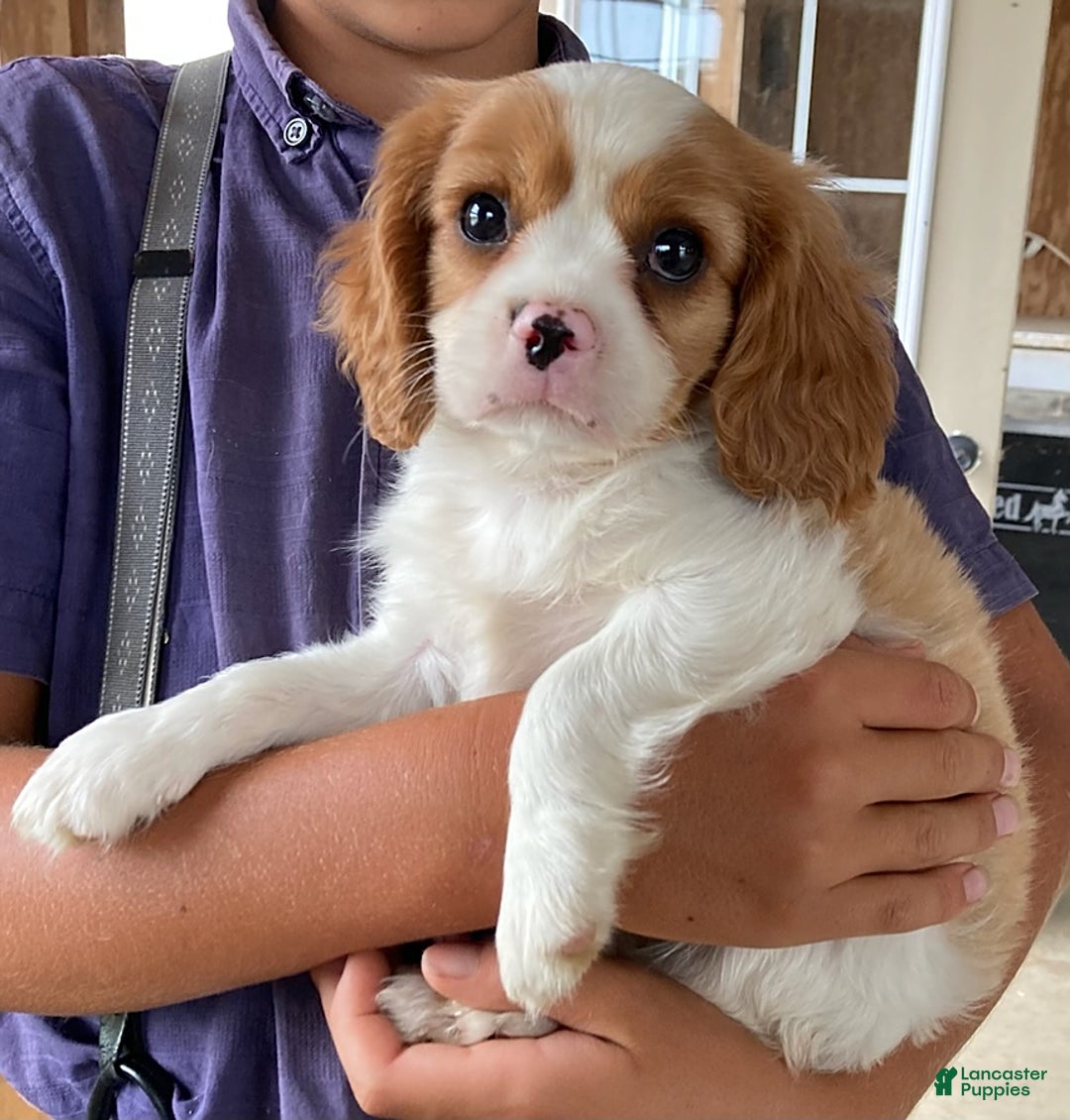Cavalier King Charles Spaniel dogs for sale: Sunshine - Image 1