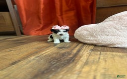 Yorkiepoo dogs for sale: Cherry - Image 11