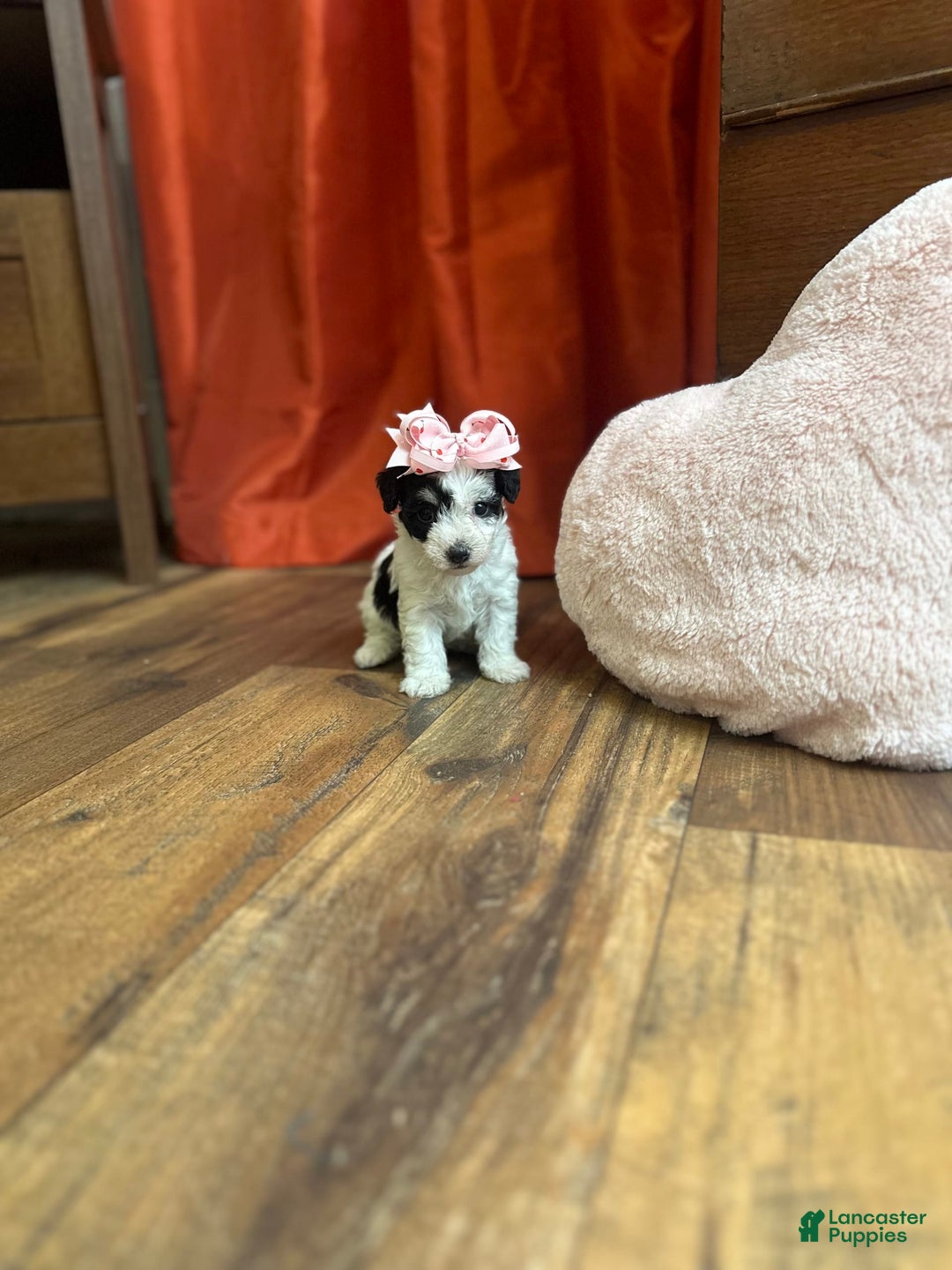 Yorkiepoo dogs for sale: Cherry - Image 11