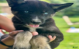 Gerberian Shepsky dogs for sale: Pixy - Image 15