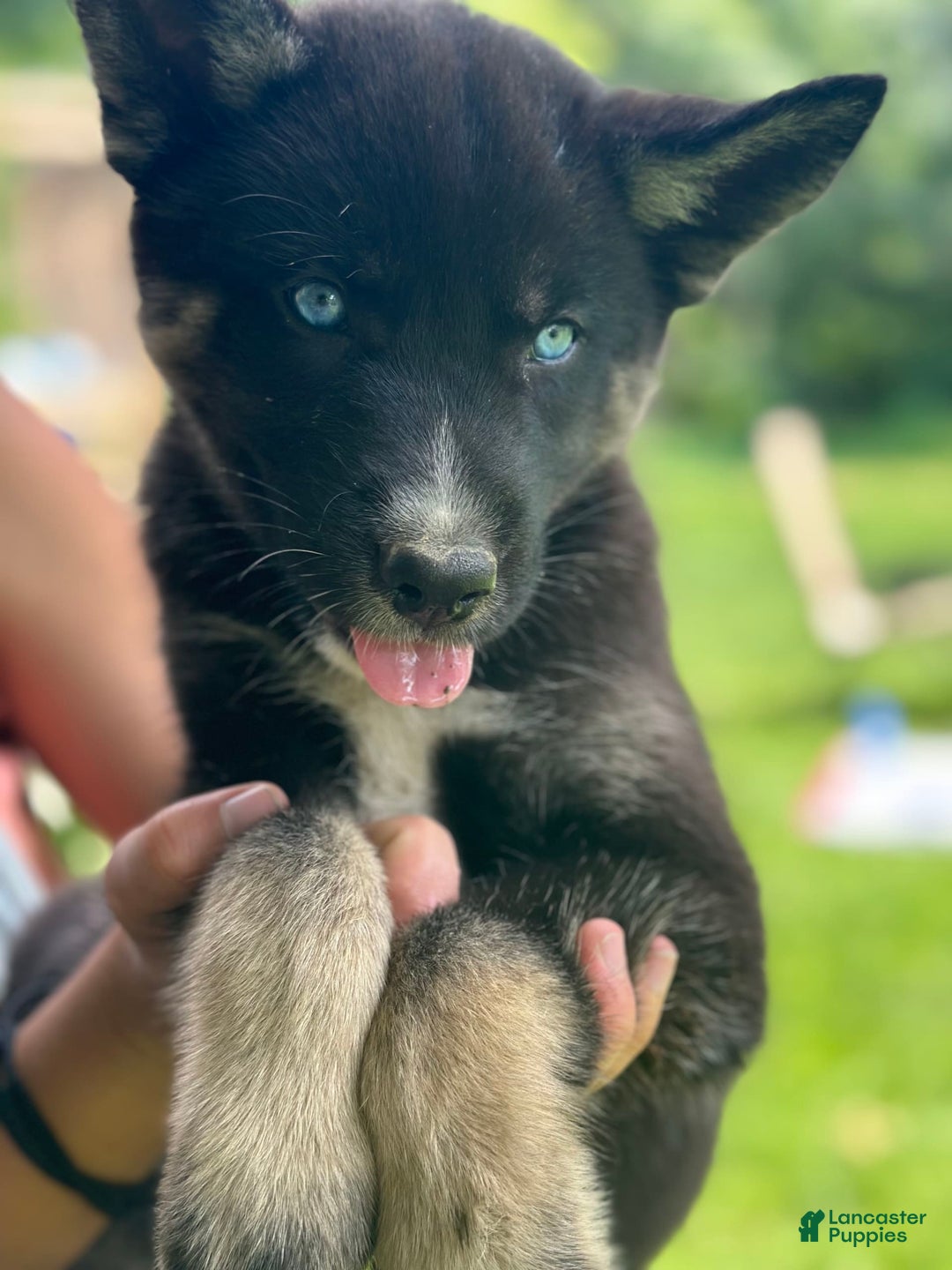 Gerberian Shepsky dogs for sale: Pixy - Image 15
