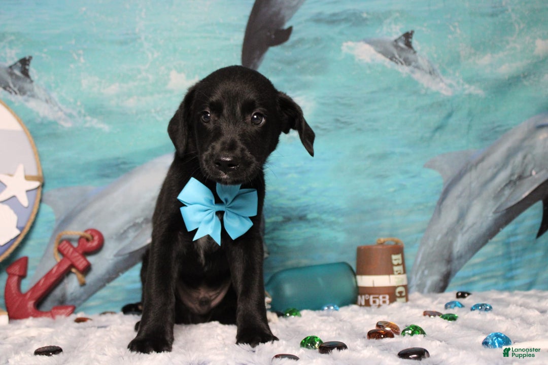 Labrador Retriever dogs for sale: Obsidian - Image 20