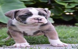 Olde English Bulldogge dogs for sale: Piper - Image 1