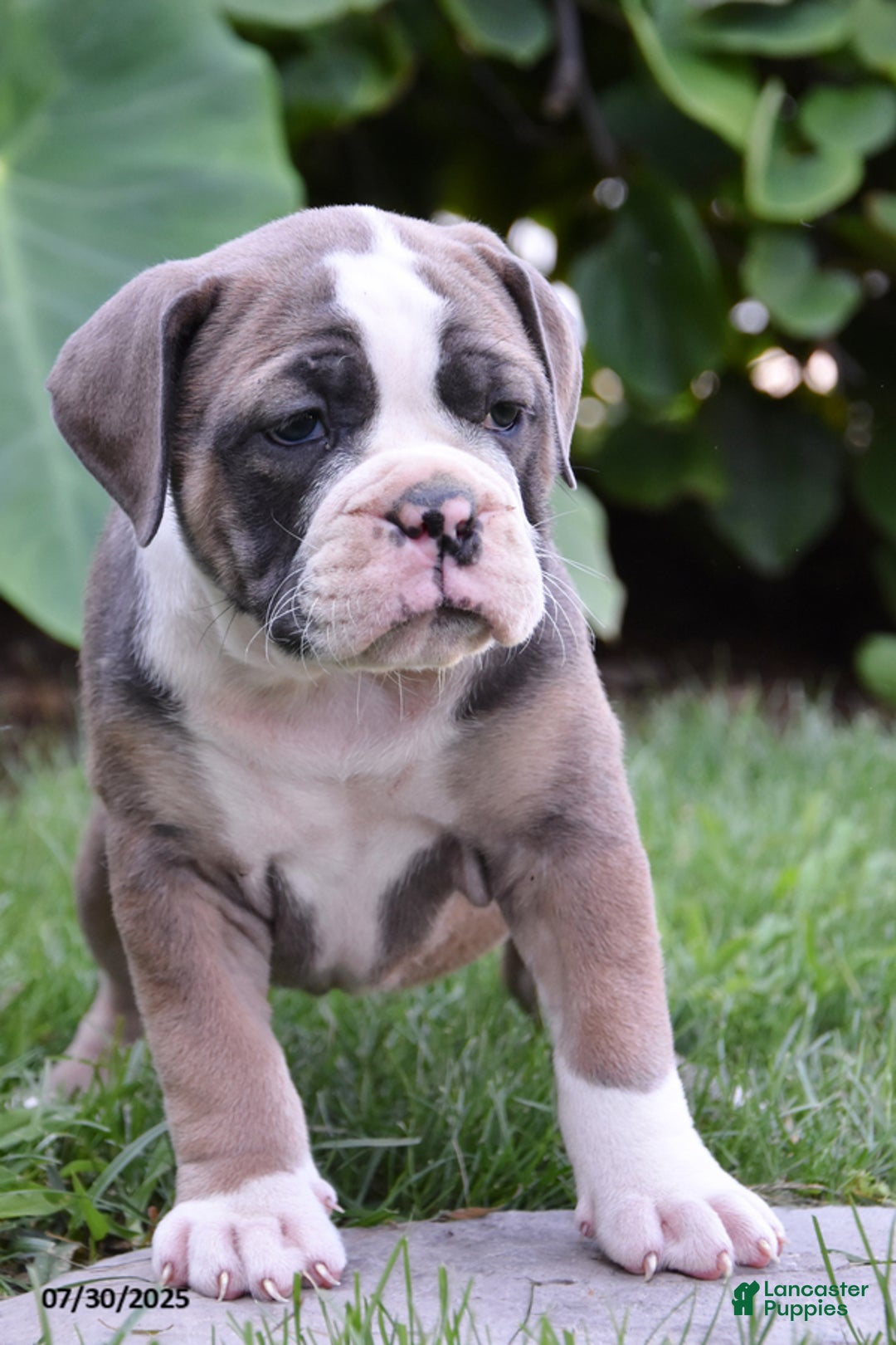 Olde English Bulldogge dogs for sale: Piper - Image 1