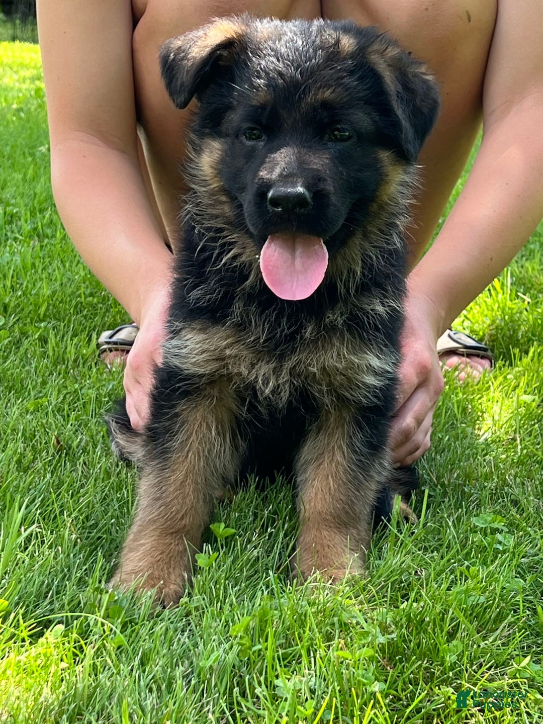 German Shepherd dogs for sale: Red collar - Image 2