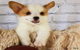 Welsh Corgi Pembroke dogs for sale: Welsh Corgi (Pembroke) 5 puppies - Image 4
