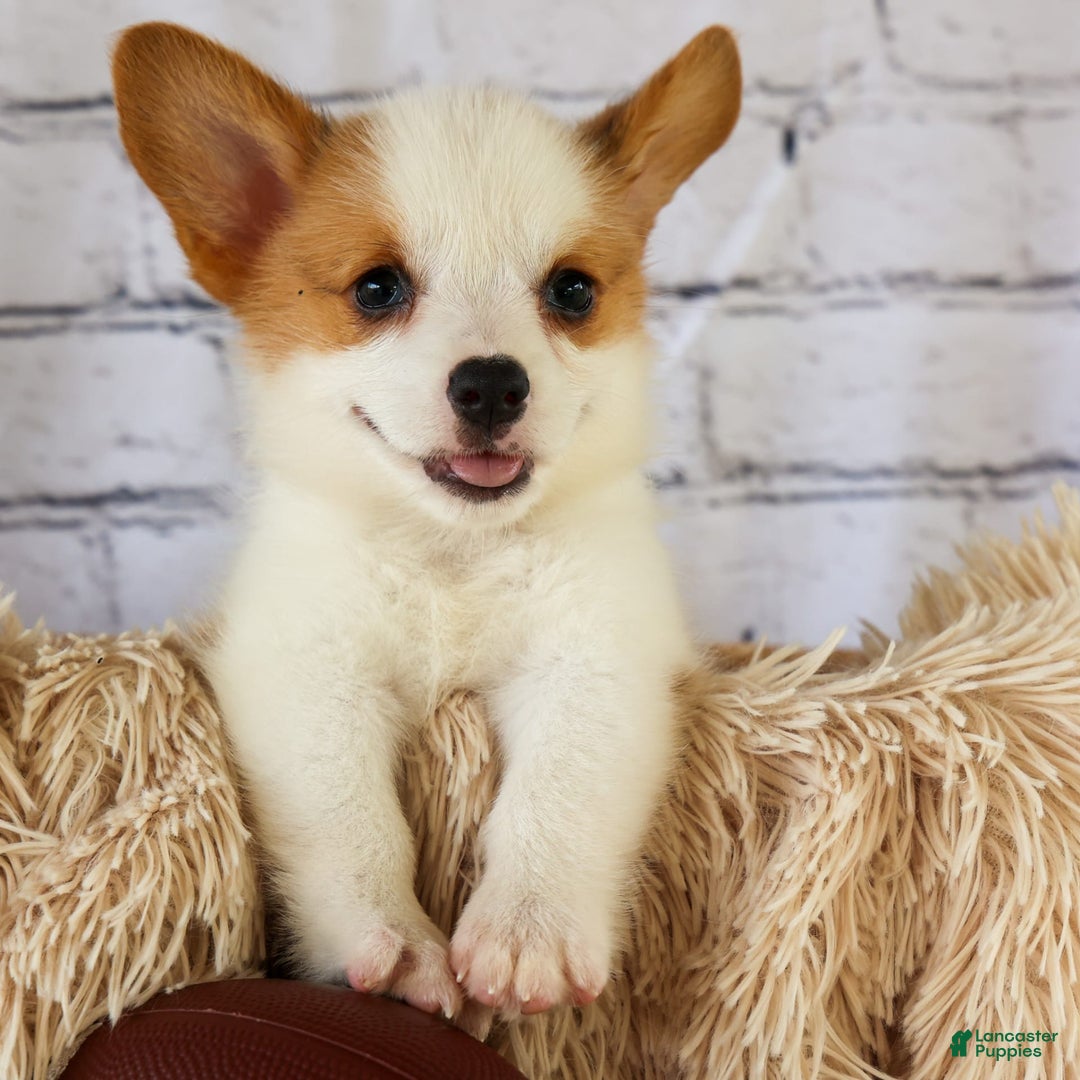 Welsh Corgi Pembroke dogs for sale: Welsh Corgi (Pembroke) 5 puppies - Image 4