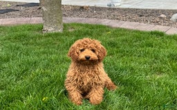 Cockapoo dogs for sale: Terry - Image 7