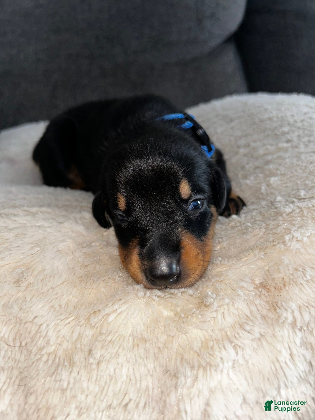 Doberman Pinscher dogs for sale: Blue Collar - Image 3