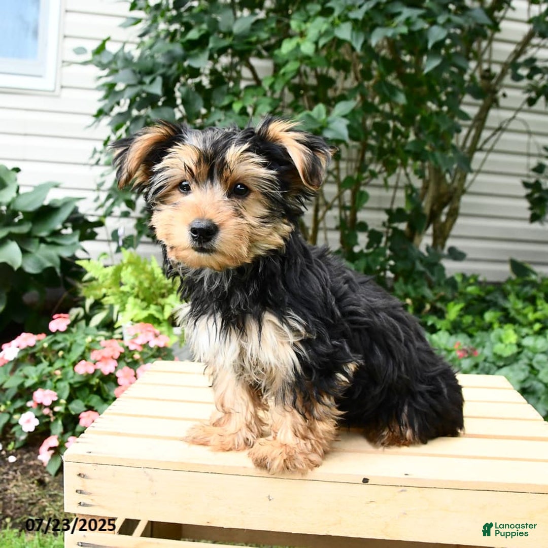 Yorkshire Terrier dogs for sale: Barkley - Image 18