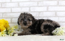 Mini Aussiedoodle dogs for sale: Firecracker - Image 2
