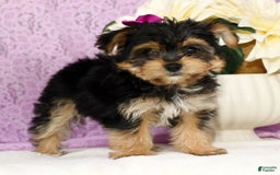 Yochon dogs for sale: York-Chon 5 puppies - Image 3