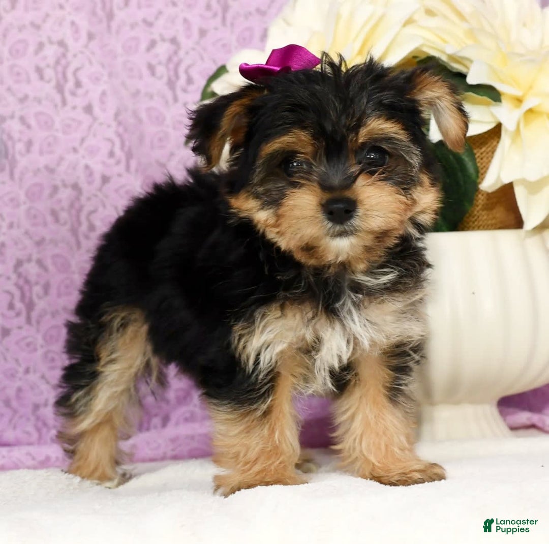 Yochon dogs for sale: York-Chon 5 puppies - Image 3