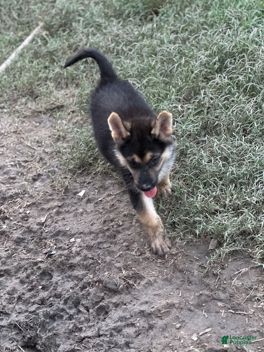 Gerberian Shepsky dogs for sale: Marlo - Image 5