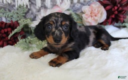 Miniature Dachshund dogs for sale: Gavin - Image 4