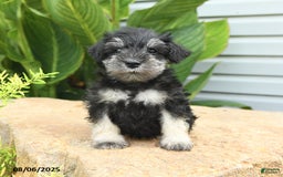 Miniature Schnauzer dogs for sale: Mason - Image 2