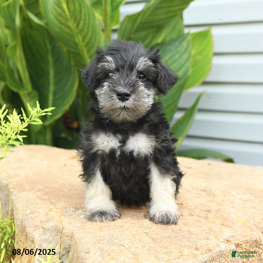 Miniature Schnauzer dogs for sale: Mason - Image 2