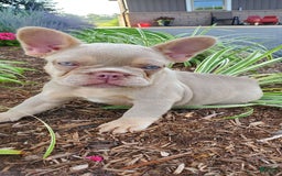 French Bulldog dogs for sale: Cassidy - Image 1