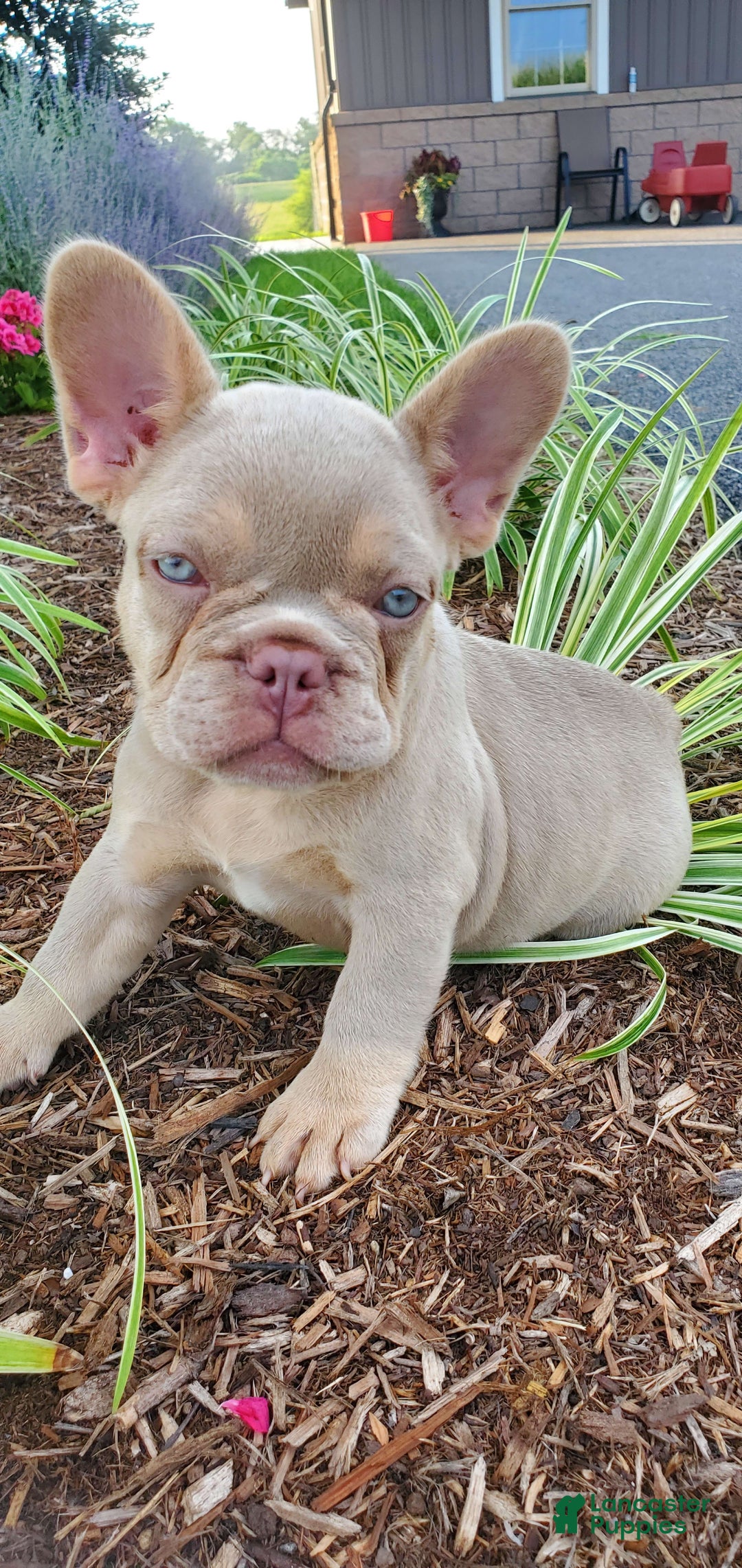 French Bulldog dogs for sale: Cassidy - Image 1