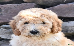 Mini Goldendoodle dogs for sale: Zeke - Image 5