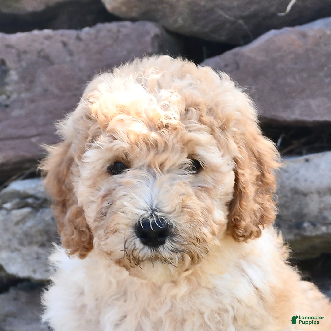 Mini Goldendoodle dogs for sale: Zeke - Image 5