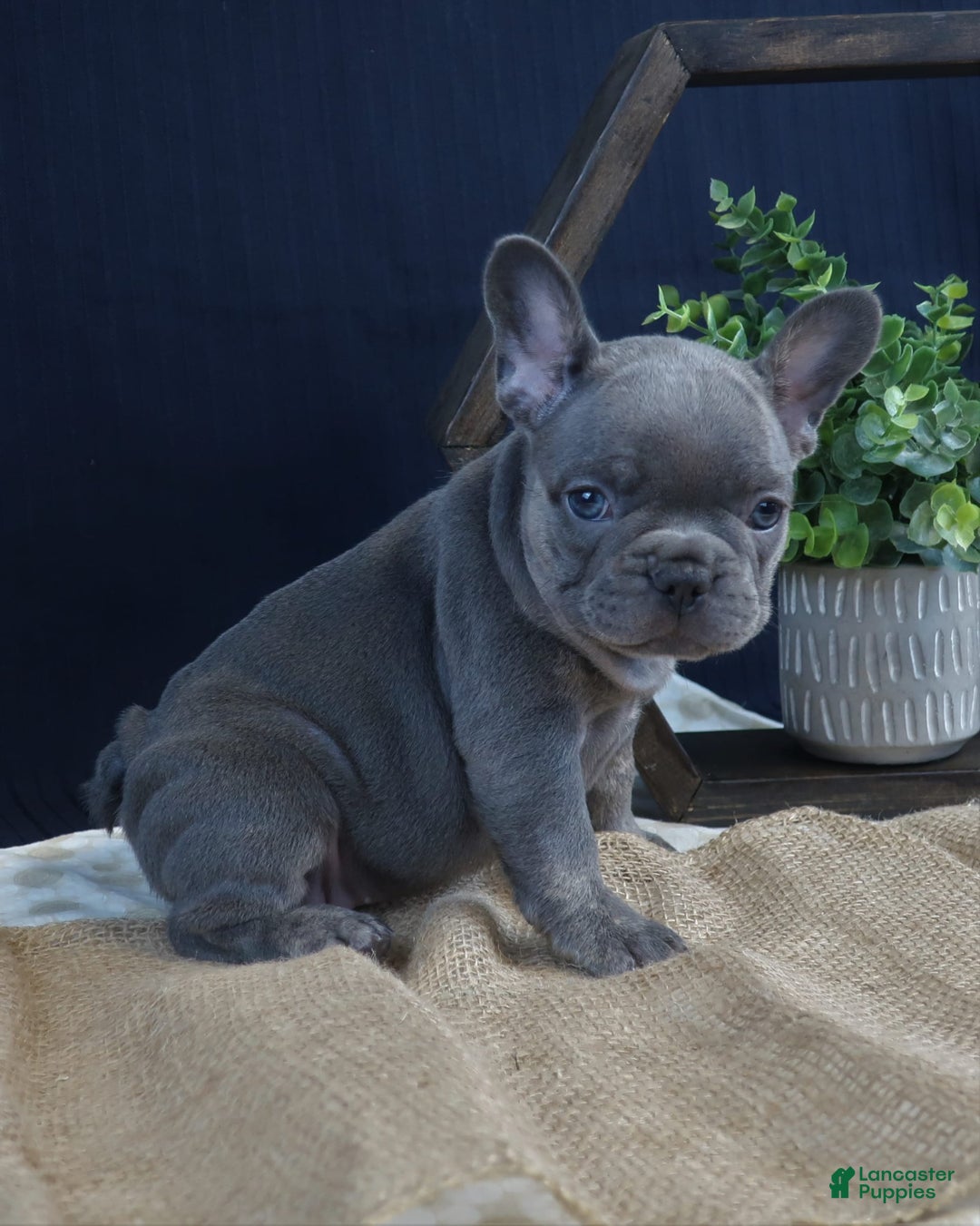 French Bulldog dogs for sale: Sophie - Image 3