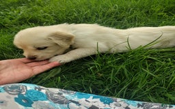 Golden Retriever dogs for sale: Picasso - Image 14