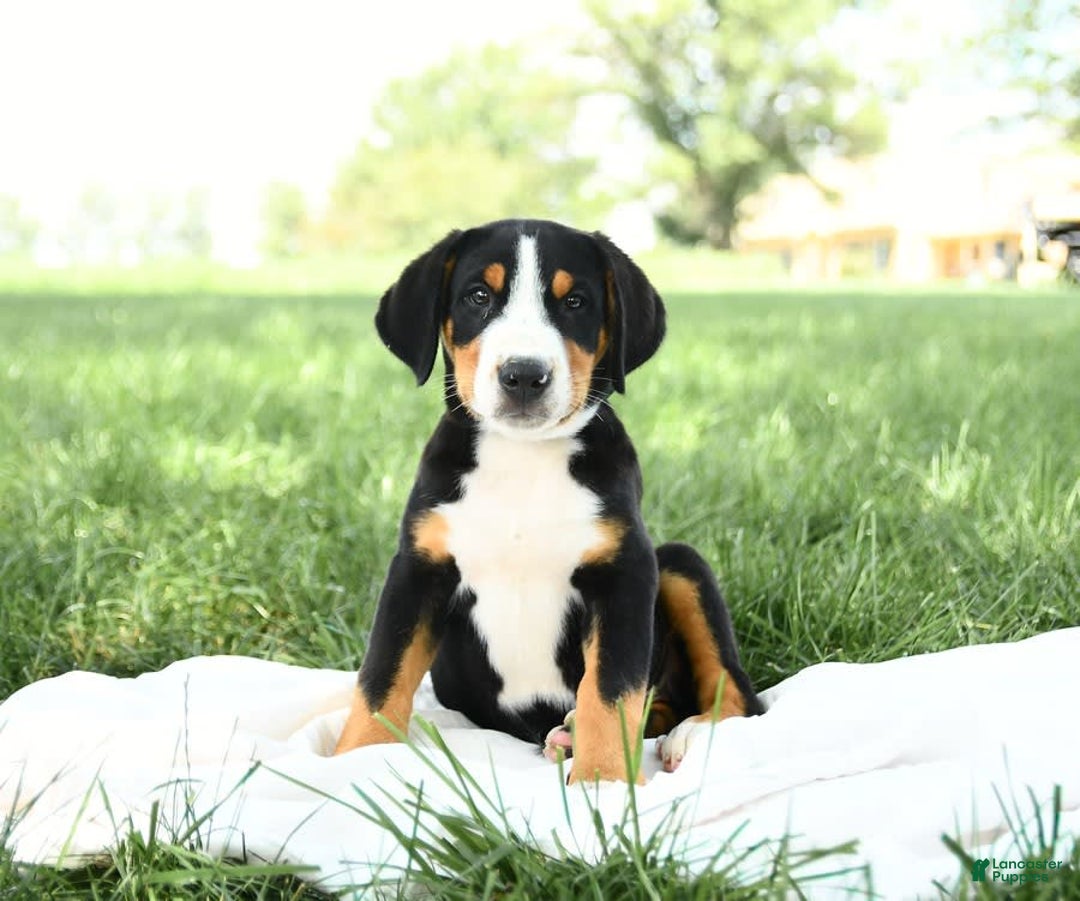 Greater Swiss Mountain Dog dogs for sale: Forest - Image 6