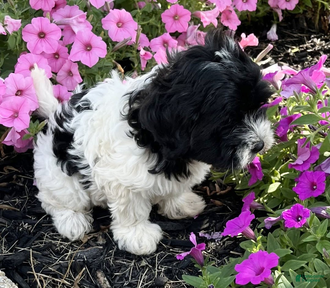Havanese dogs for sale: Alex - Image 2