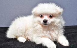 Pomeranian dogs for sale: Issac - Image 8