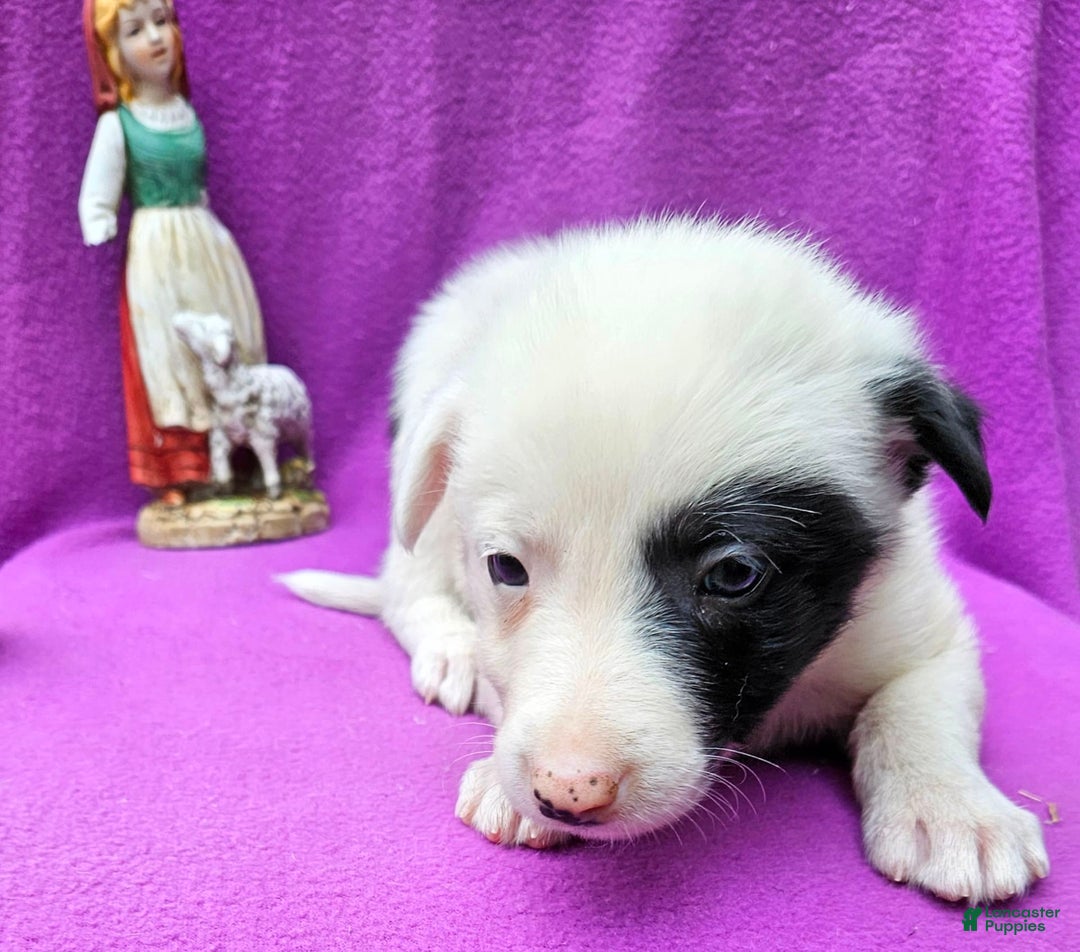 Border Collie dogs for sale: Bambi - Image 13