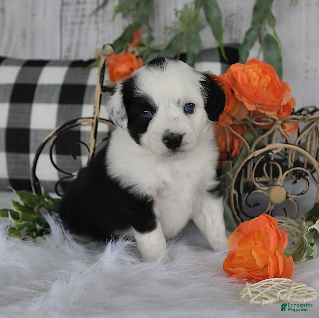 Miniature Australian Shepherd dogs for sale: Axel Toy - Image 9
