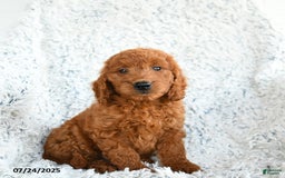 Mini Goldendoodle dogs for sale: French Fry - Image 3