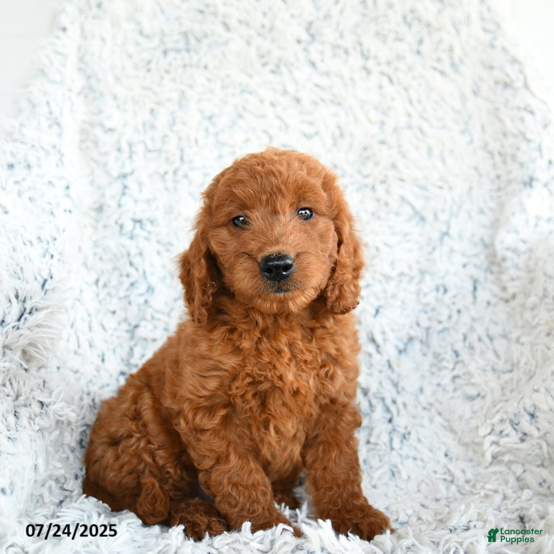 Mini Goldendoodle dogs for sale: French Fry - Image 3