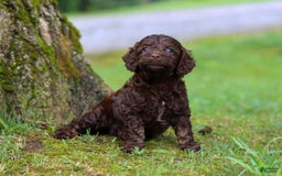 Cockapoo dogs for sale: Akira - Image 6