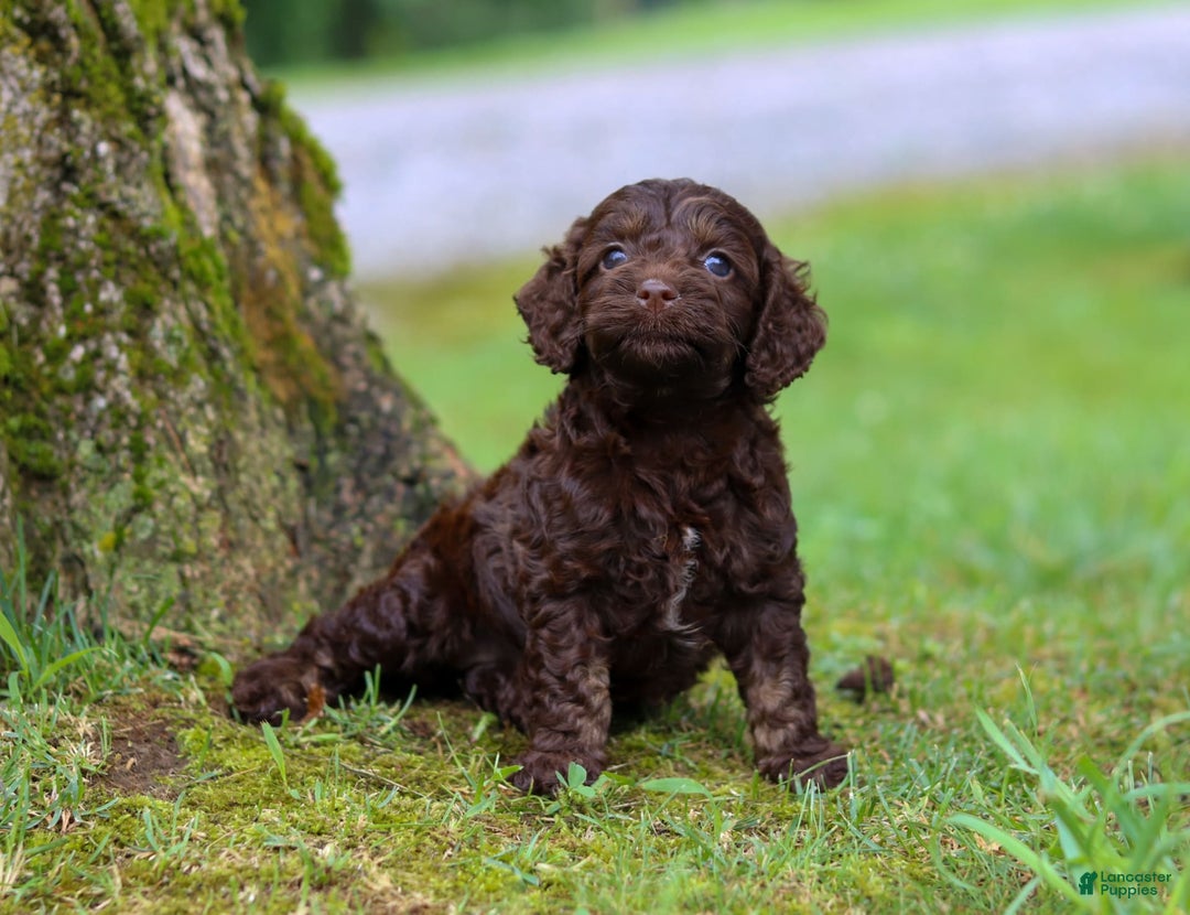 Cockapoo dogs for sale: Akira - Image 6