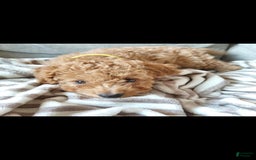Miniature Poodle dogs for sale: Yellow - Image 1