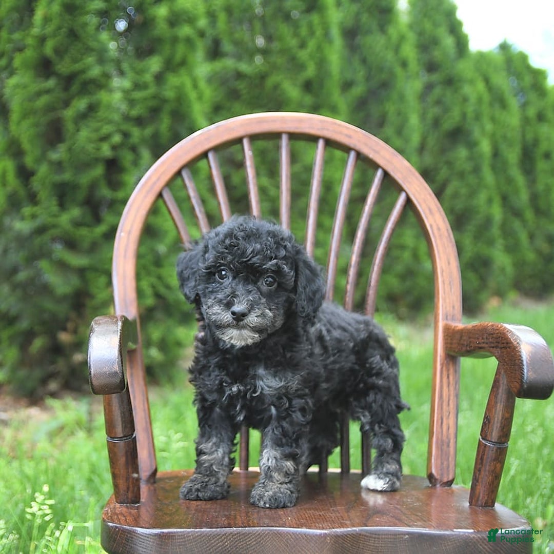 Miniature Poodle dogs for sale: Tessa Extra Small - Image 2