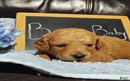 Mini Goldendoodle dogs for sale: Beanie Baby - Image 8