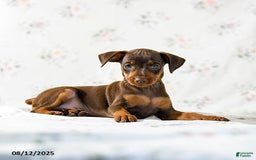 Miniature Pinscher dogs for sale: Chief - Image 5